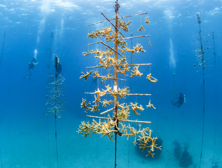 coral restoration in Roatan, Honduras