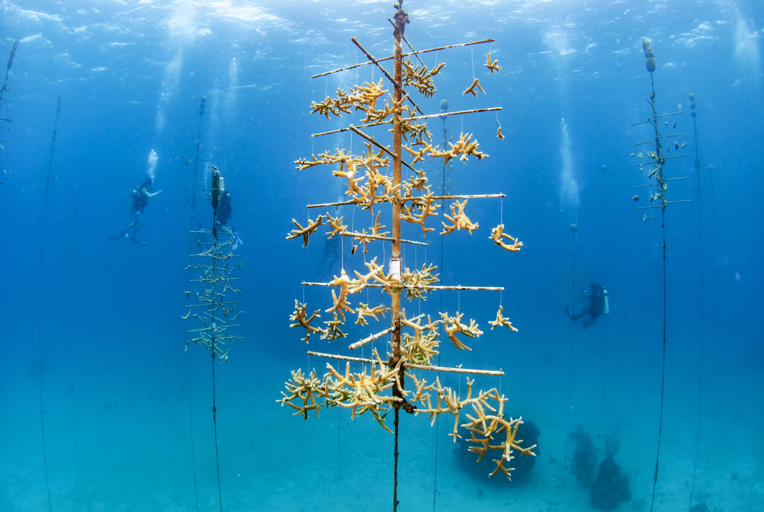 coral restoration in Roatan, Honduras