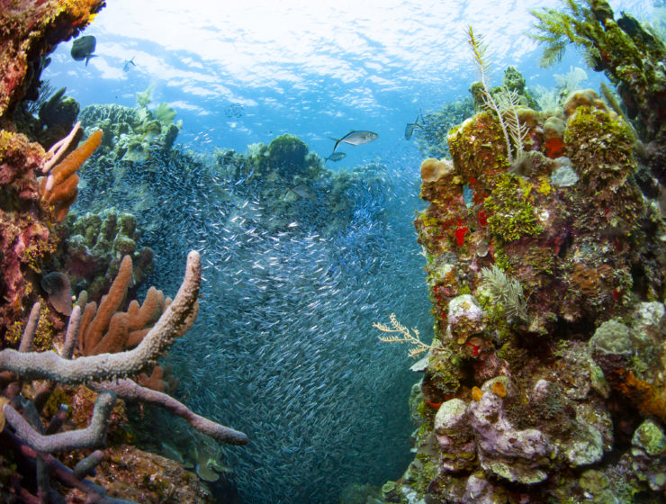Silverside (Menidia menidia) in the West End Wall dive site. Roatan, Bay Islands, Honduras