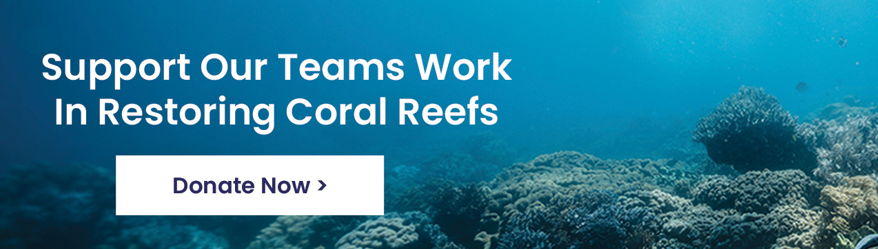 Support our work to restore coral reefs >