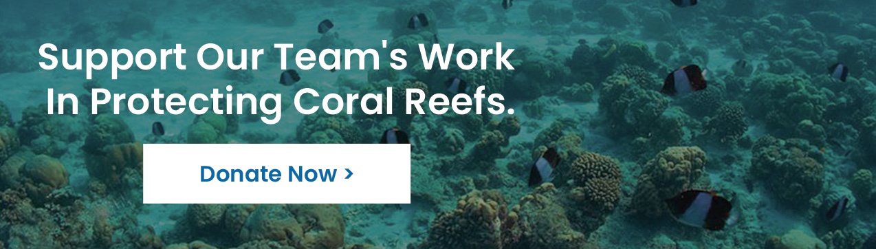 Support our team's crucial work in protecting coral reefs