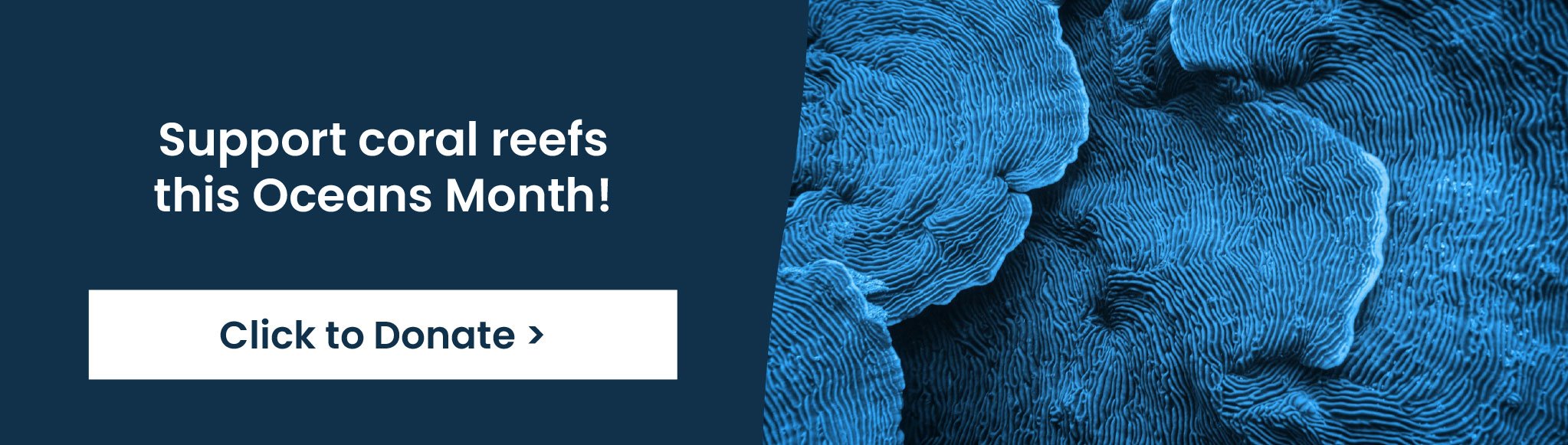 Support Coral Reefs this Oceans Month - Click to Donate!