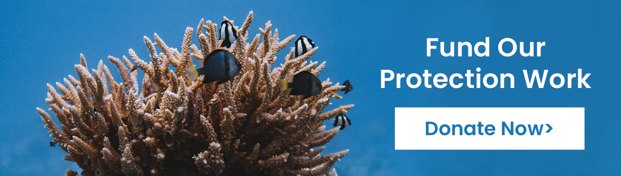 Support our work to protect coral reefs >