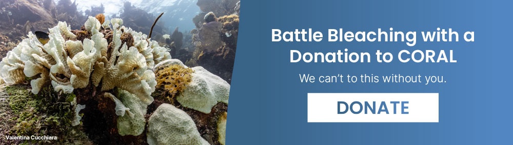 Battle Coral Bleaching This Earth Month - Donate Now
