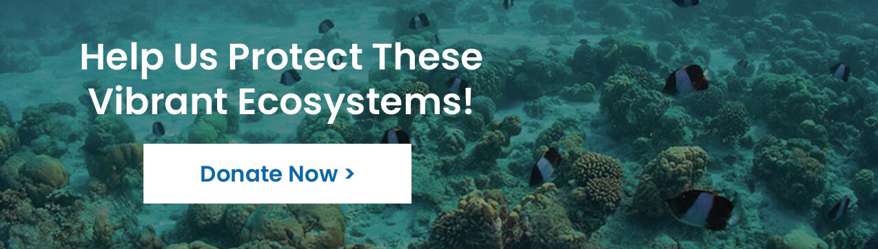 Help Us Support Vibrant Coral Reefs>