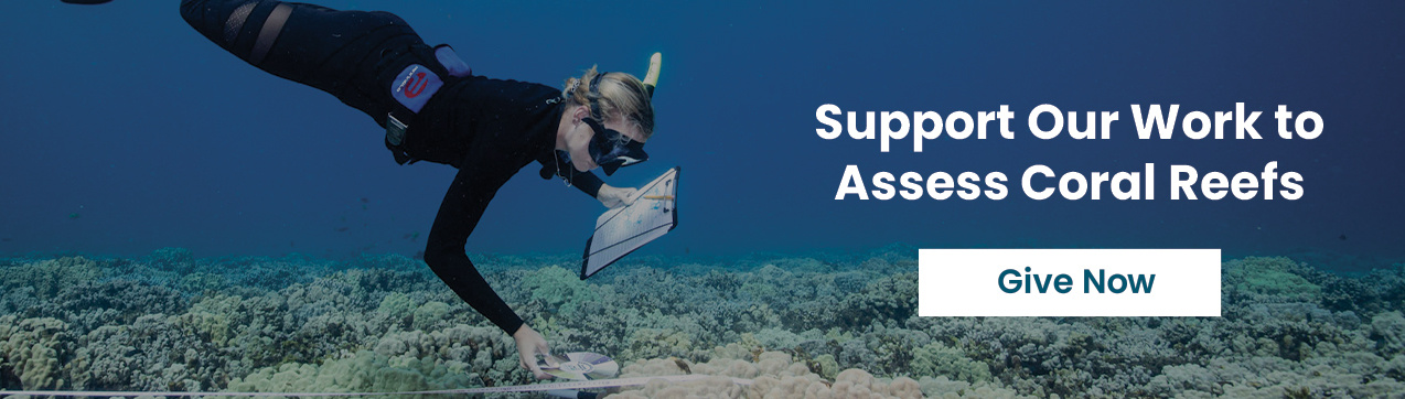 Support our work to assess coral reefs >