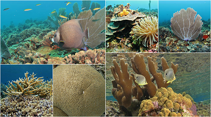 Reefs in Tela and Roatan, Honduras; Photos by CORAL Staff