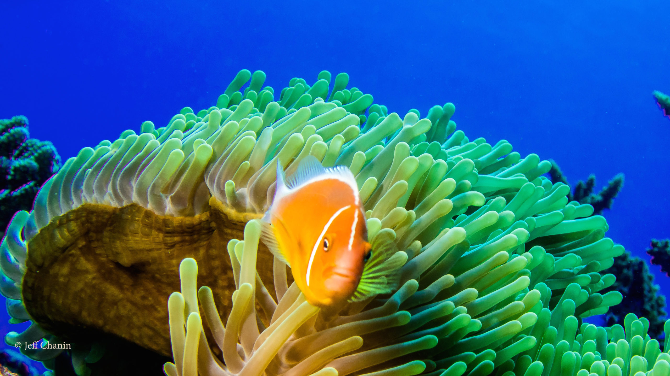 Anemone homebody_JeffChanin copy