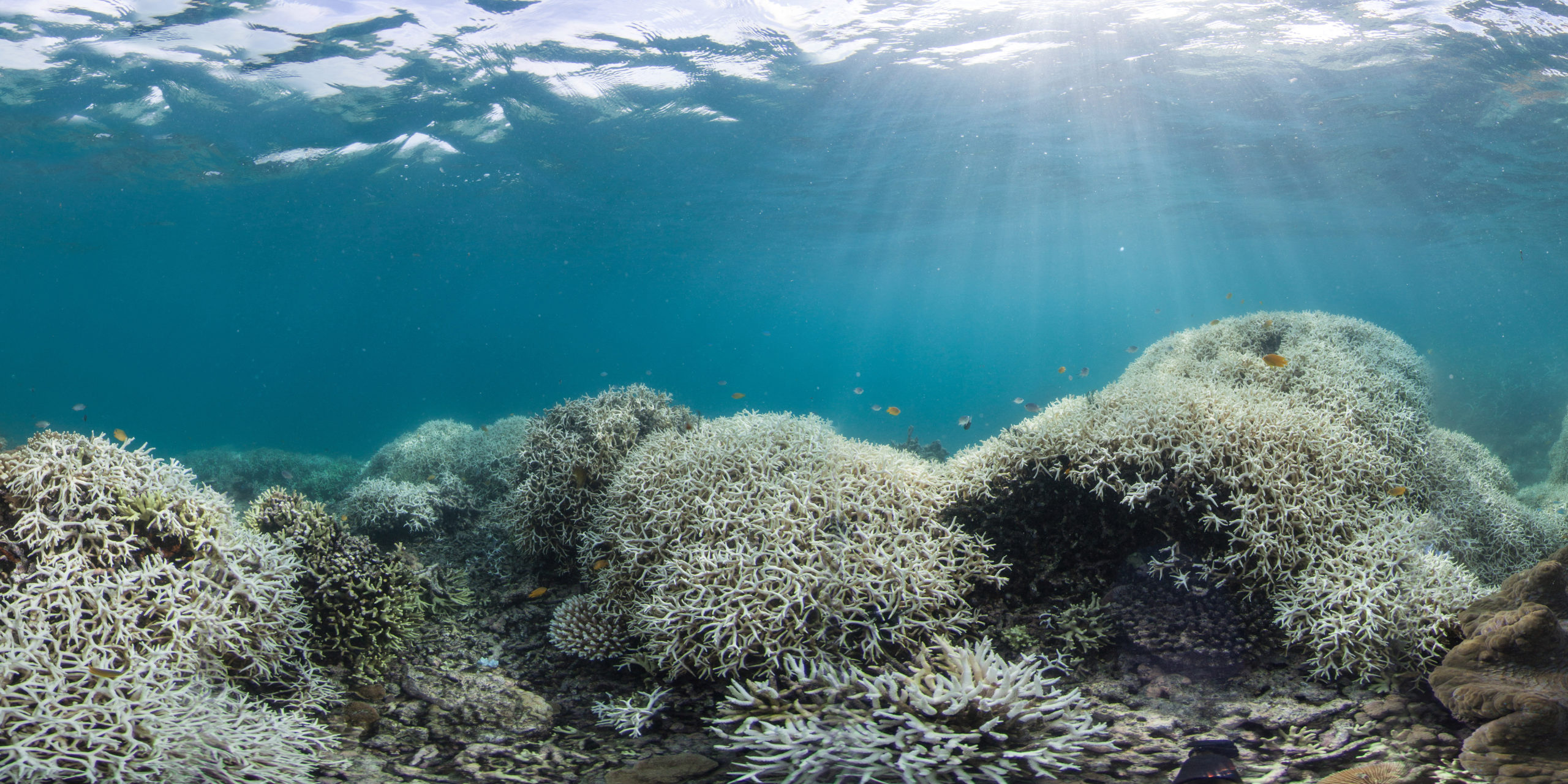 Coral Bleaching at Lizard Island