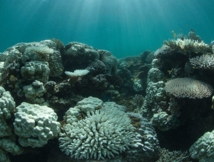 coral bleaching