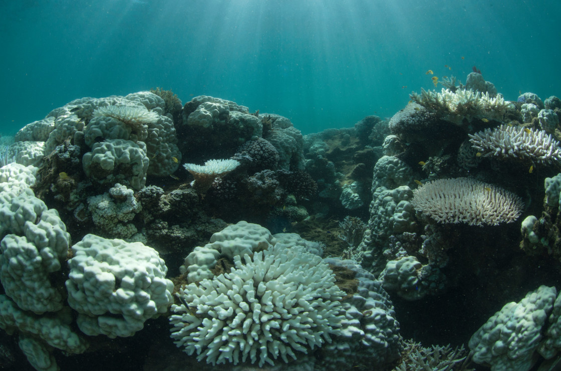 coral bleaching