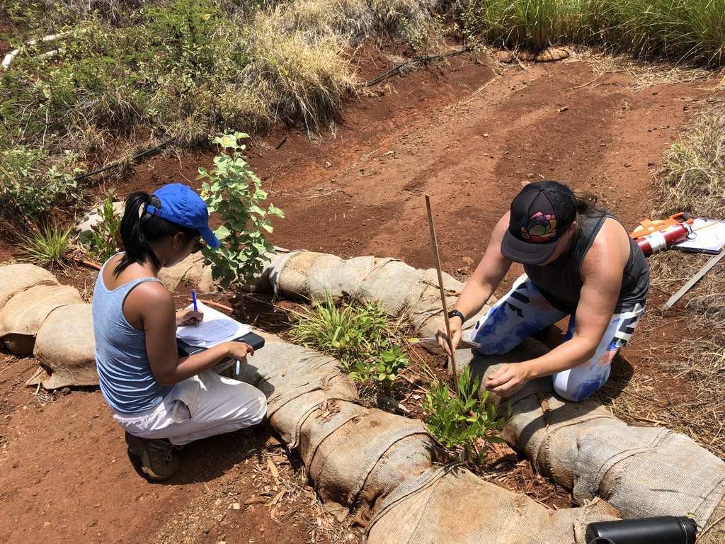 Coral staff measure sediment collection