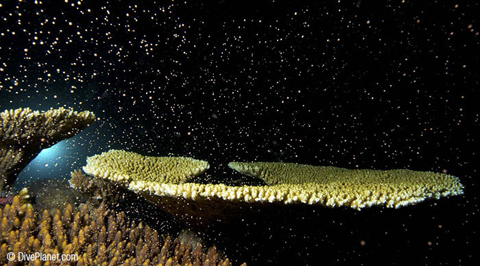 Coral Spawning DivePlanet