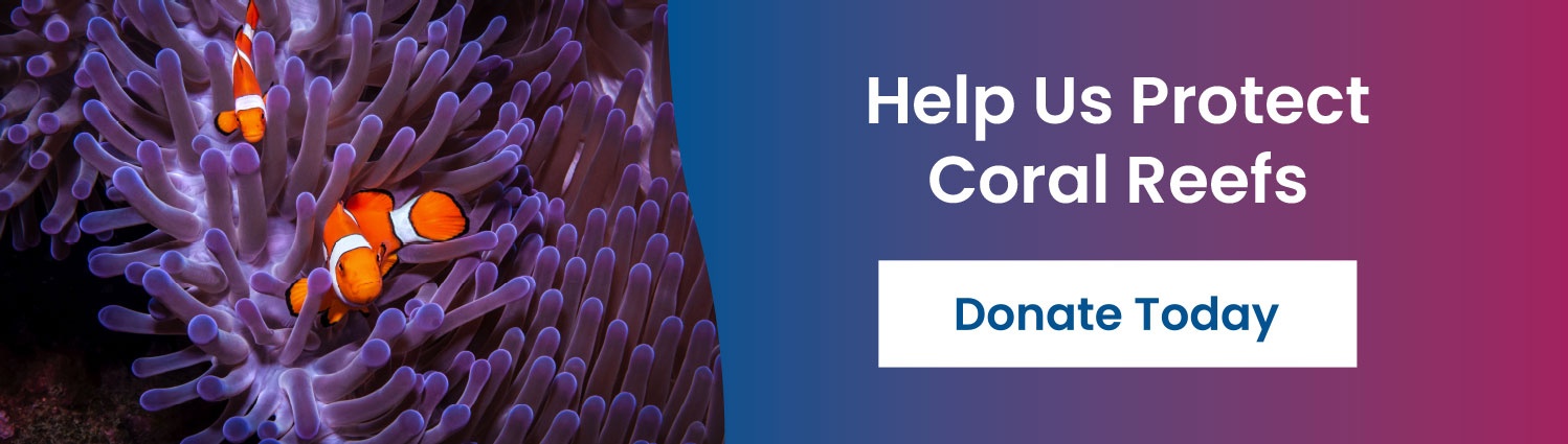 Help Us Protect Coral Reefs - Donate Today