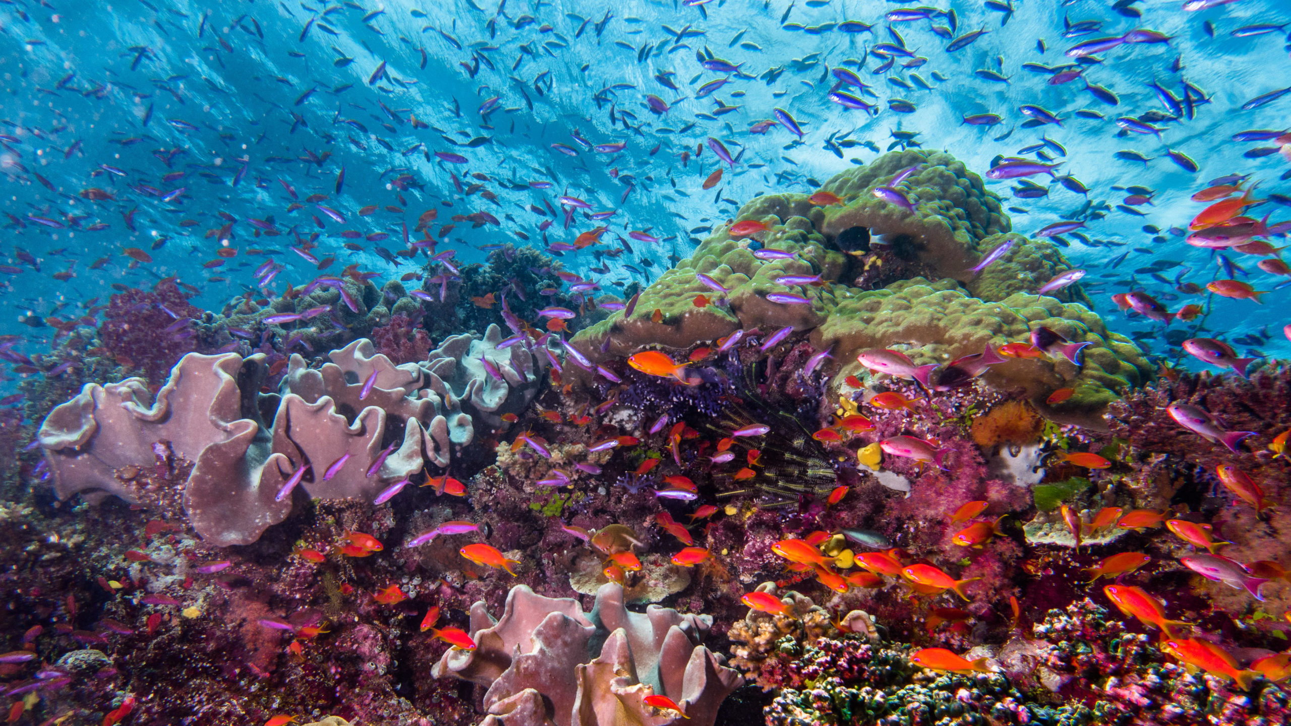 healthy reef with lots of fish in Fiji