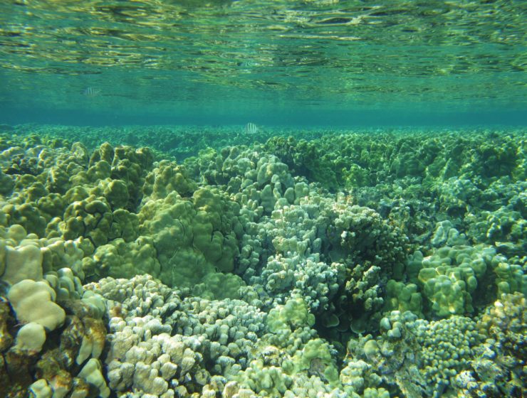 Healthy reef in Maui, Hawaii