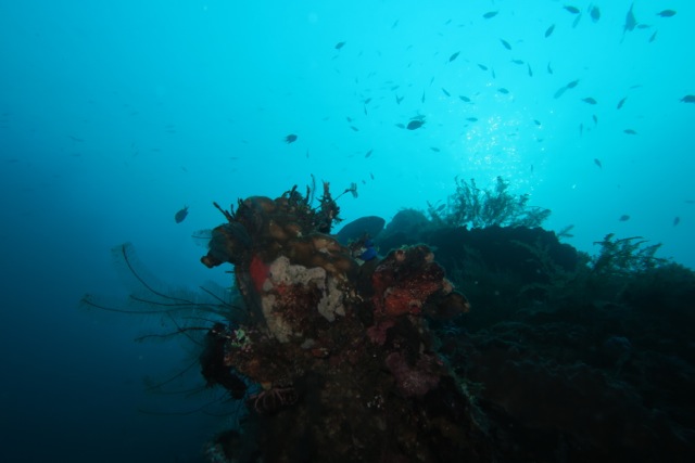 Together, we CAN and we WILL save coral reefs.