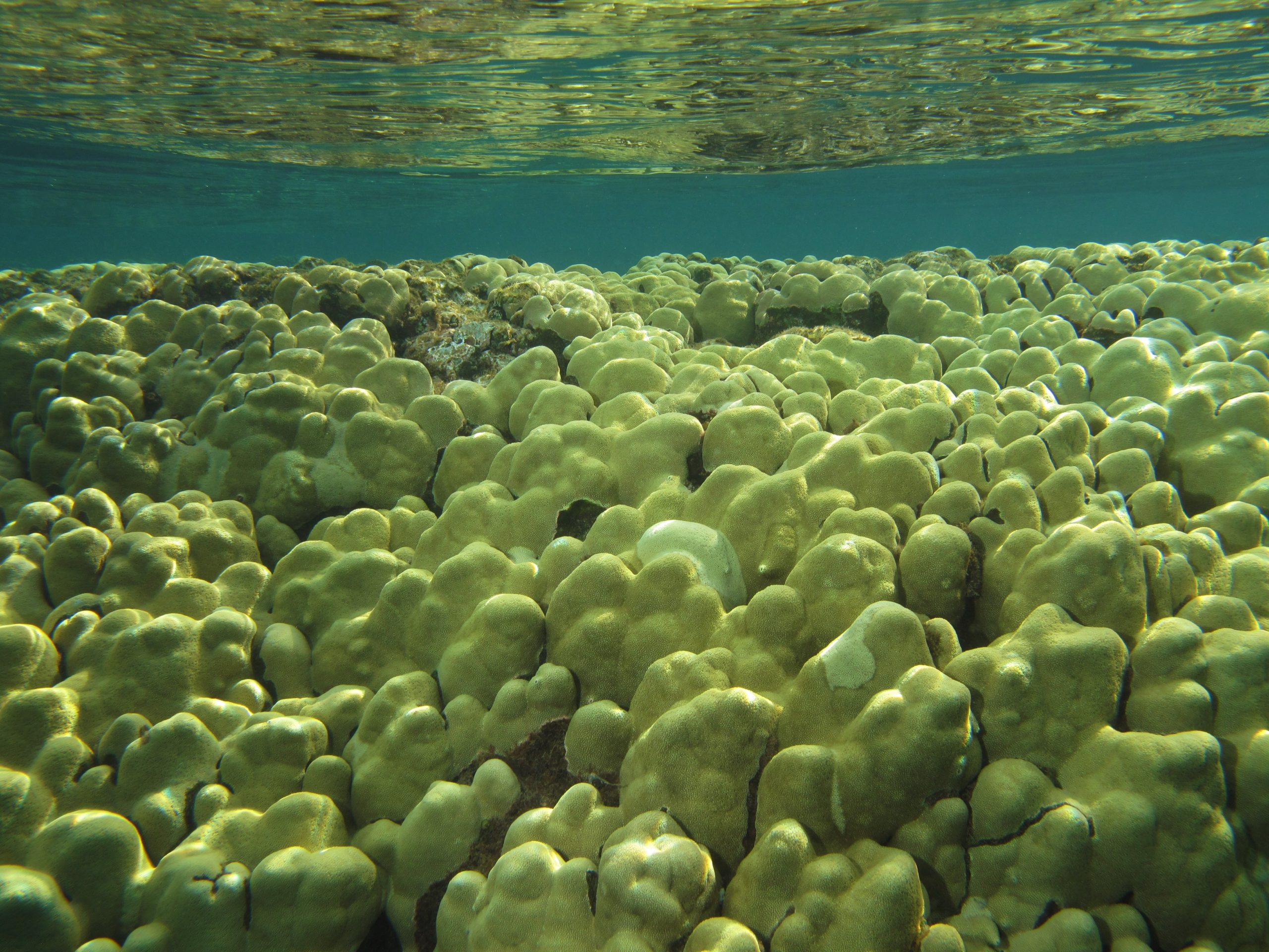 Coral reef in Maui, Hawaii