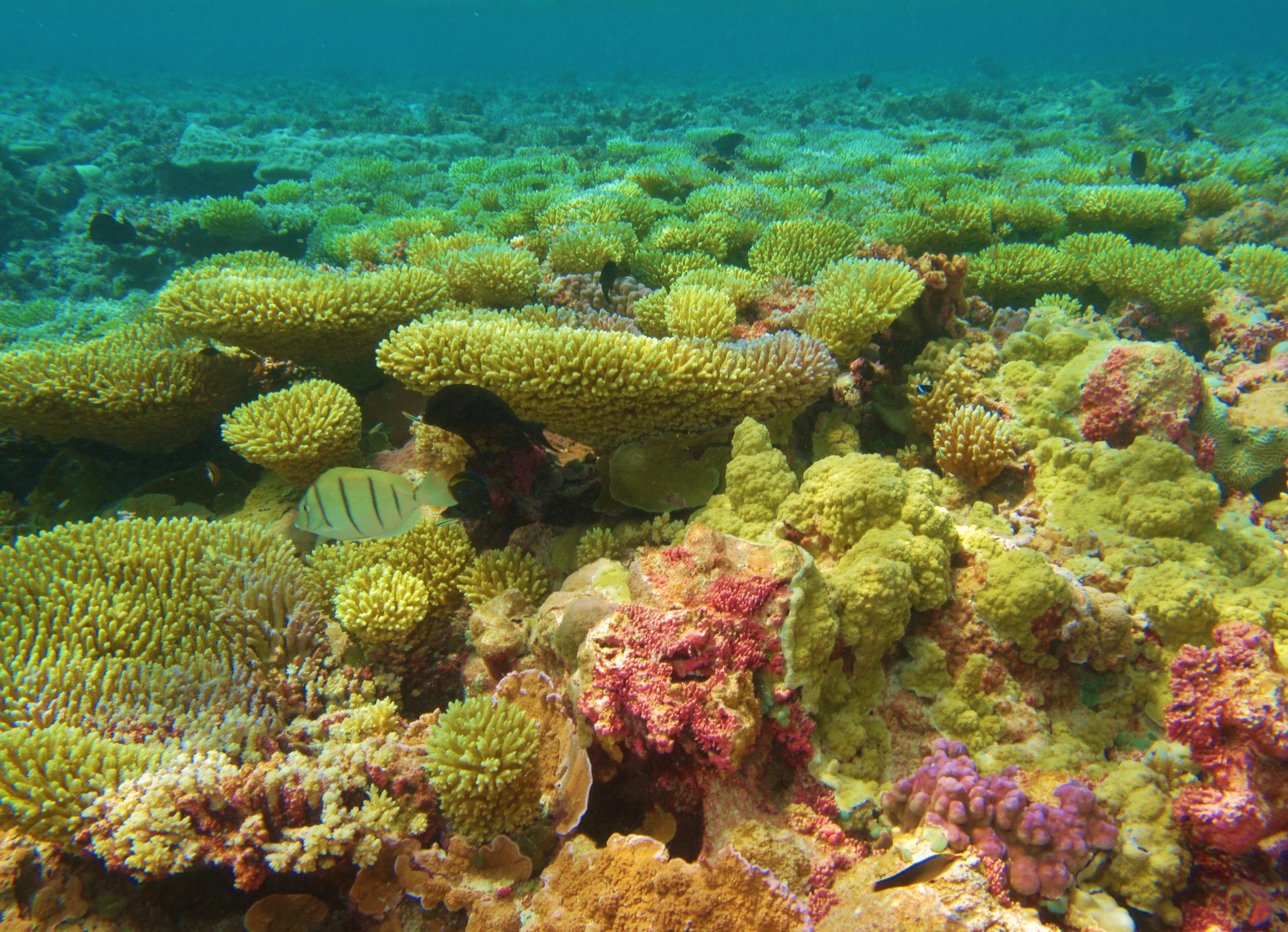 coral reef at Palmyra Atoll