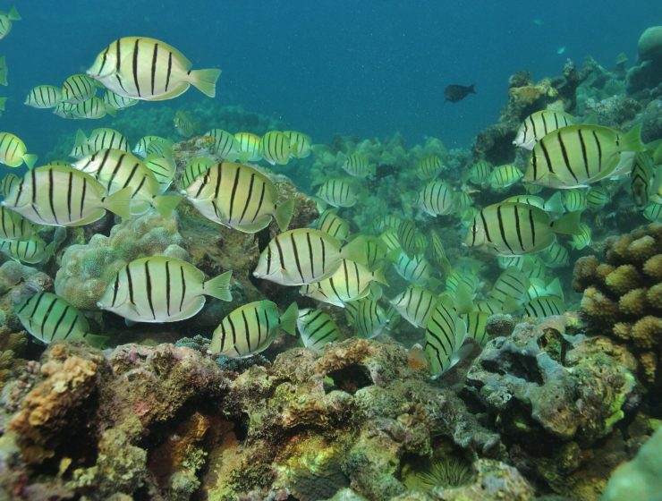 clean water for reefs