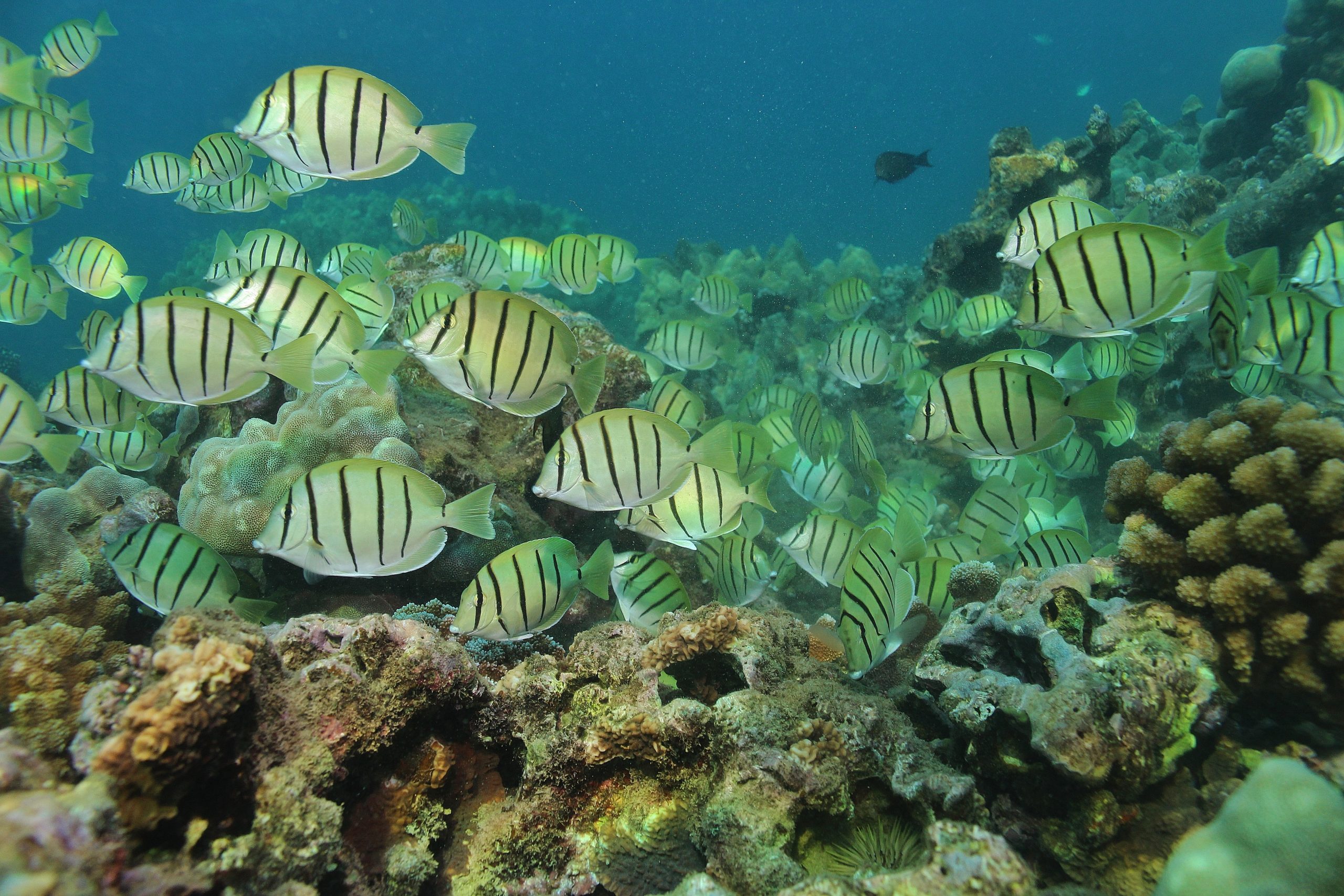 clean water for reefs