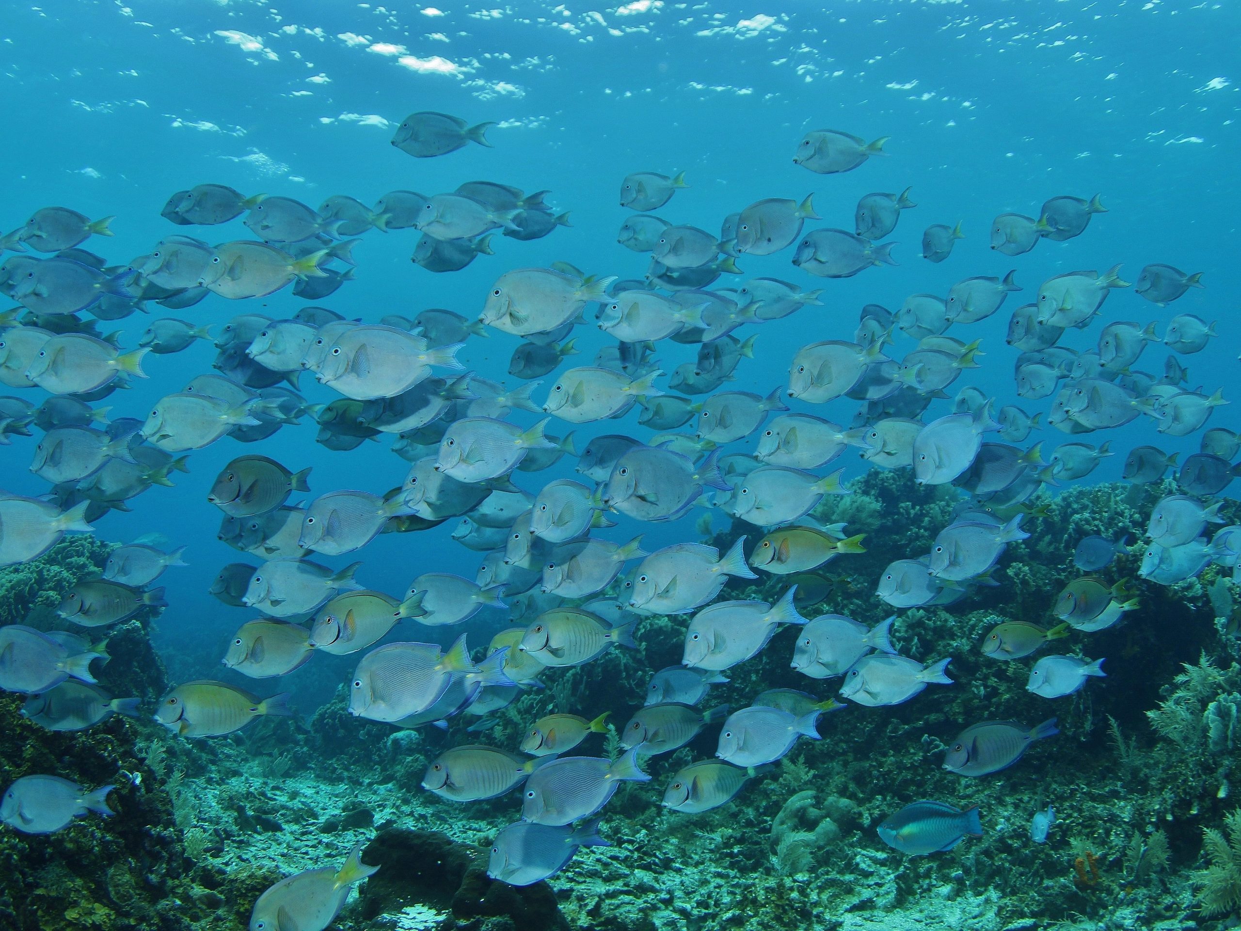 Roatan Marine Park