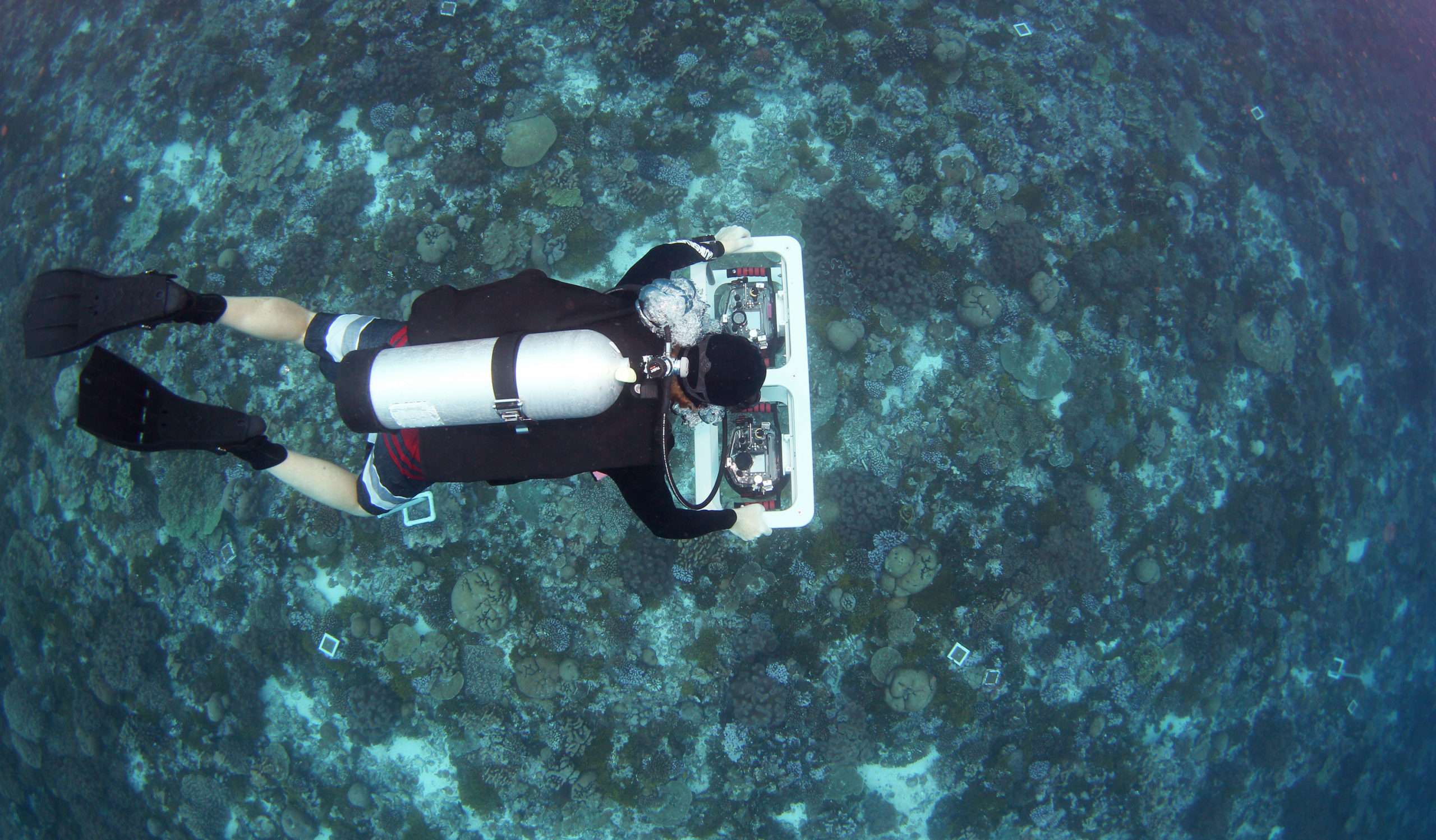 mapping seafloor life in Palmyra