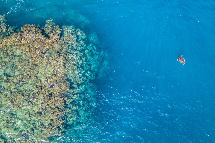 Sea turtle swimming alongside the reef