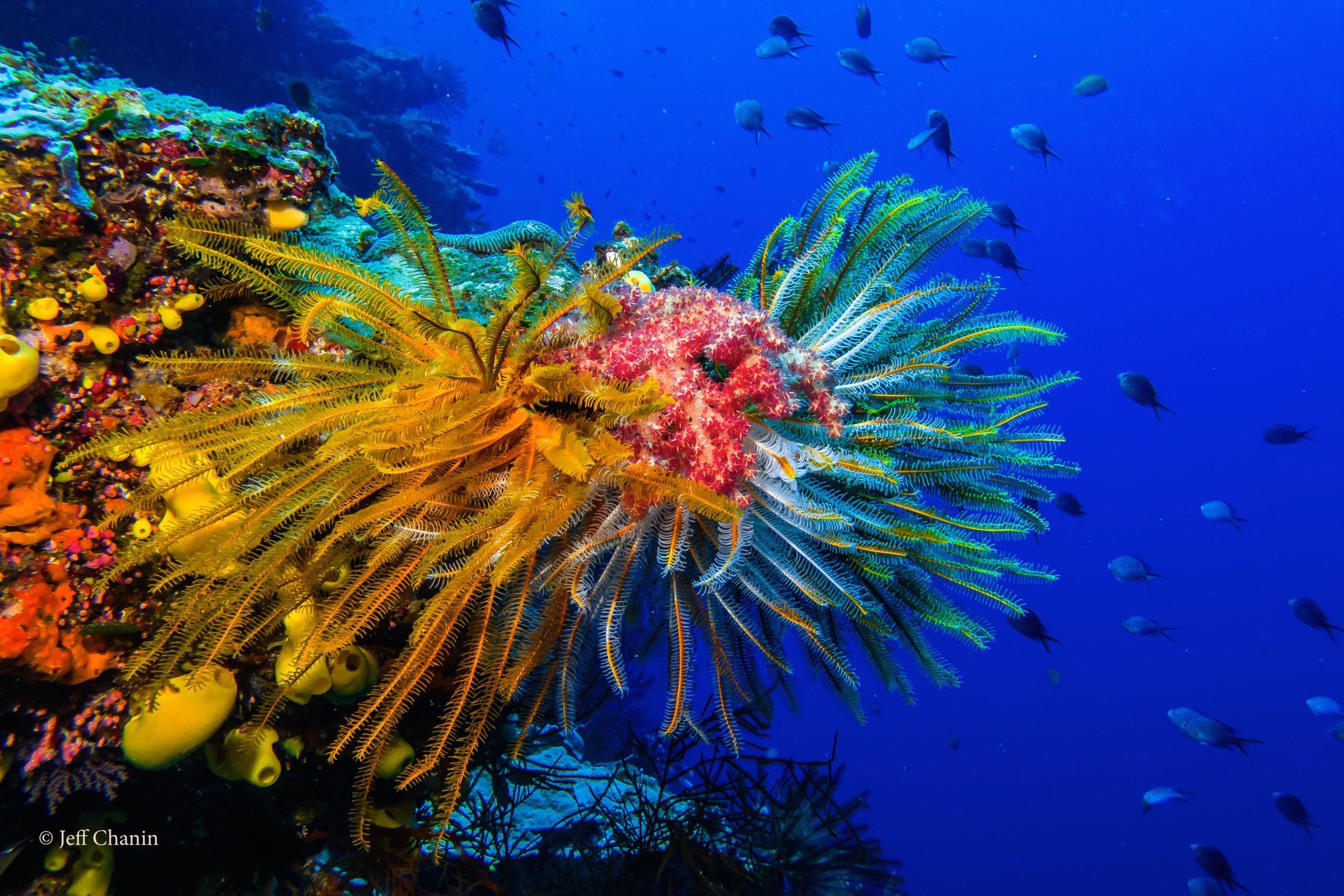 Peninsula_JeffChanin