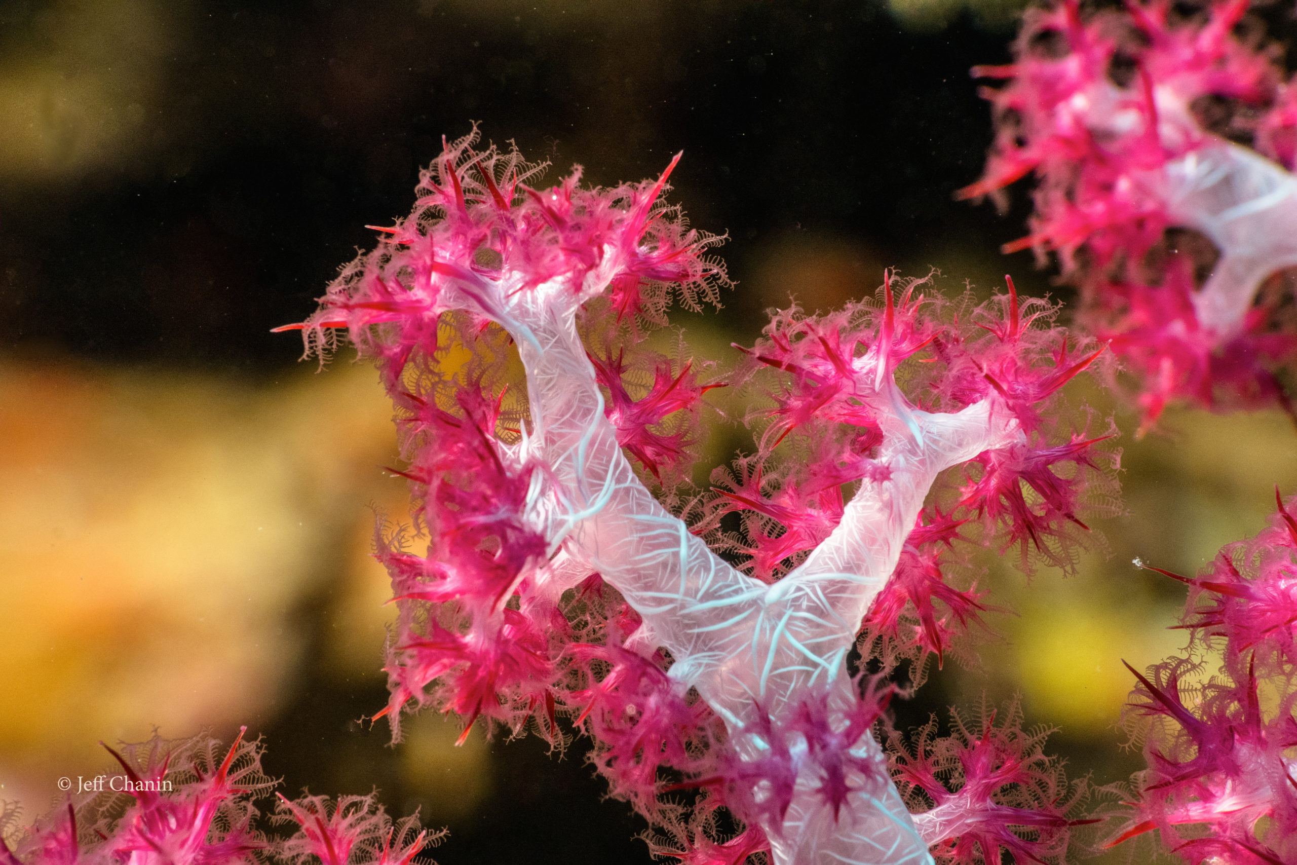 soft coral_JeffChanin