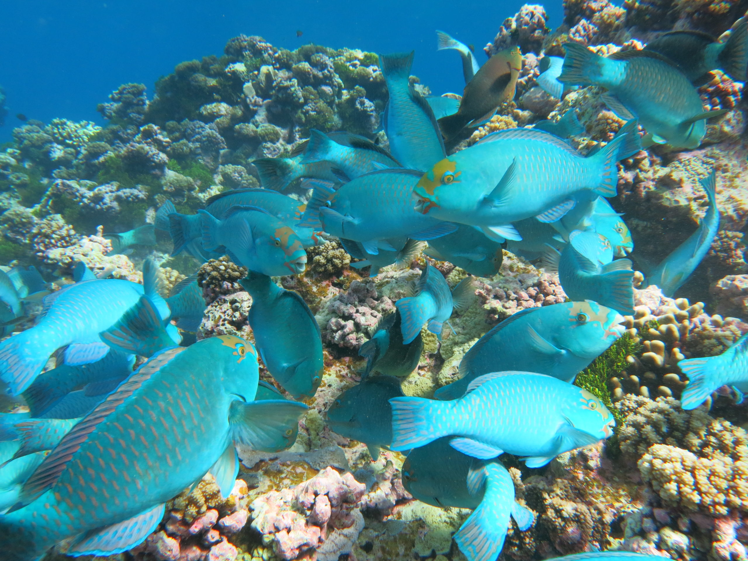 spatial ecology of herbivores