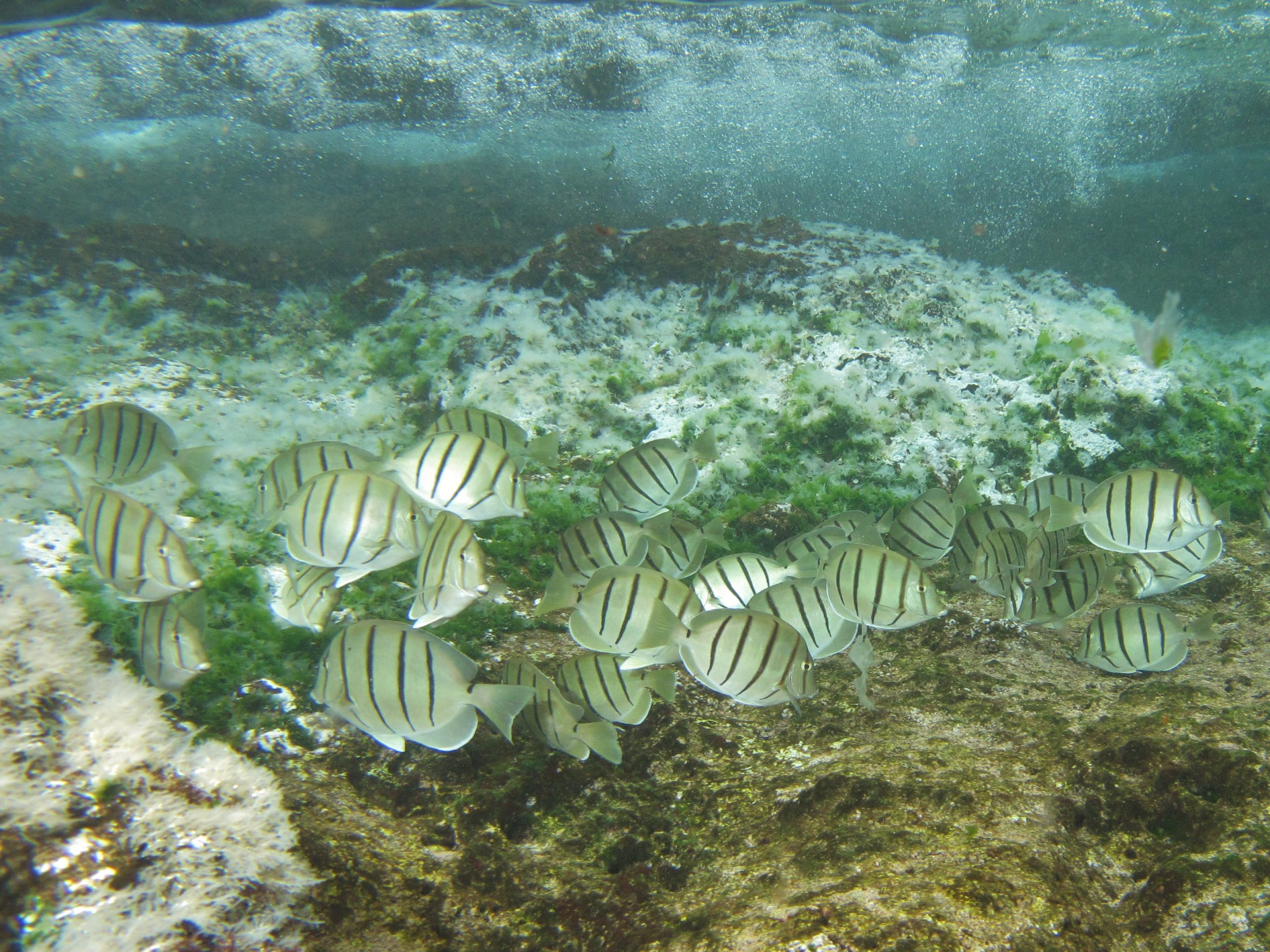 surgeonfish tell the story