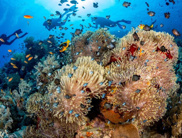 Photo by The Ocean Agency - Renata Romeo