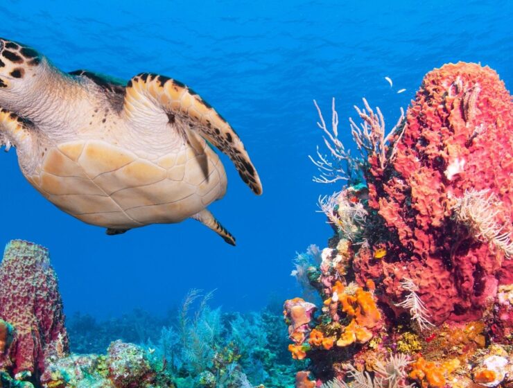 coral reefs honduras