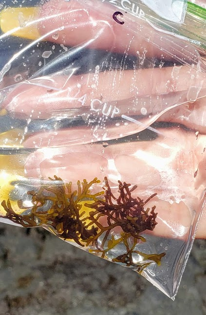 Water quality testing in Puako, Hawaii