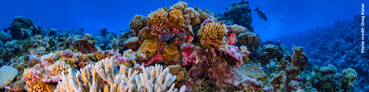 allen coral atlas coral reefs