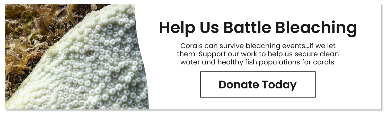 Help Us Battle Bleaching - Donate Today