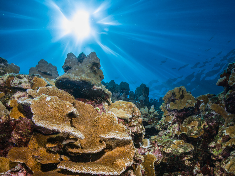Sun shines through the water on a coral reef in West Maui, Hawaii