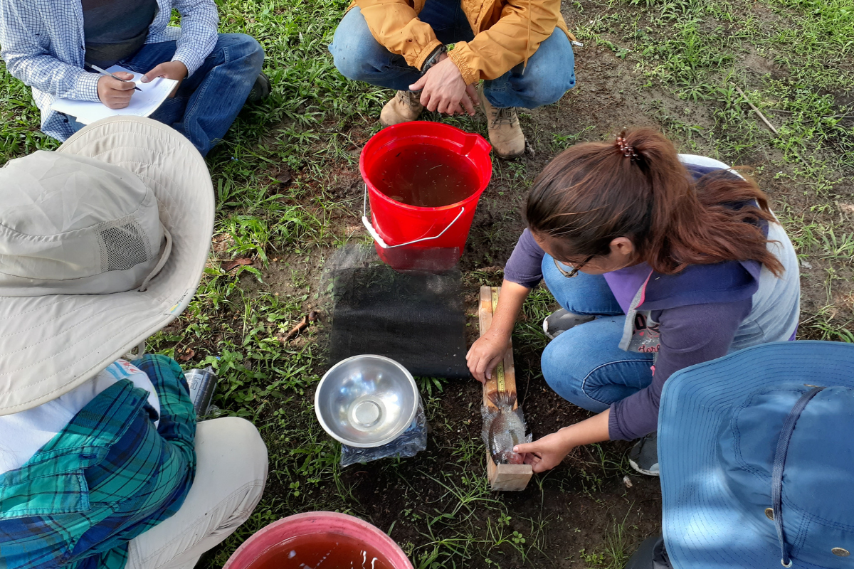 Measuring the height and weight of the fish
