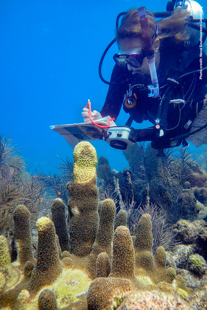 stony coral tissue disease