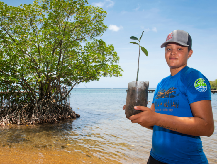 Person holds a baby mangrove tree in Roatan, Honduras